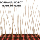 Black Walnut Tree Live Plant – 6–12 Inches Tall in Pot, Dormant in Winter, Well-Rooted 1-Year-Old Tree, Butternut-Like, Hardy Outdoor Planting