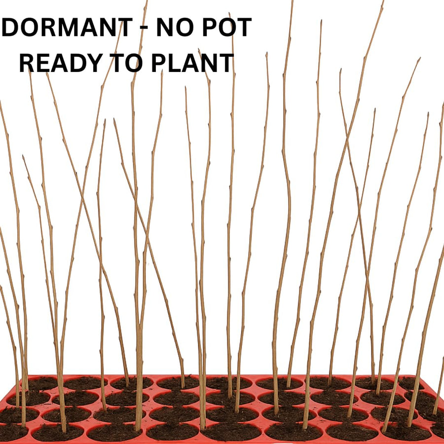 Black Walnut Tree Live Plant – 6–12 Inches Tall in Pot, Dormant in Winter, Well-Rooted 1-Year-Old Tree, Butternut-Like, Hardy Outdoor Planting