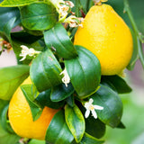 Lemon Tree Live Plant, 3-4 Feet Tall Grafted Citrus Tree, Hardy Yellow Lemon Fruit Tree for Outdoor Planting