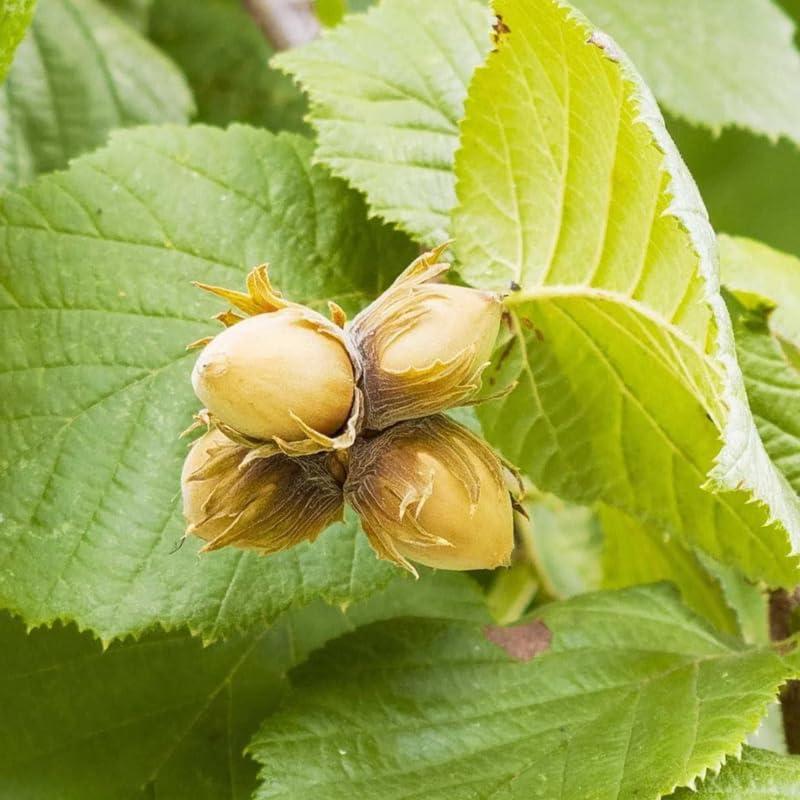 8 Months Old Hazelnut Trees Live Plants, Well-Rooted in 4" Pot, Hazelnut Trees for Planting, Dormant, No Leaf in Winter