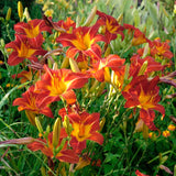 3 Wild Orange Daylily Bulbs for Planting, Reblooming Daylilies Roots, Hardy Perennial Flowers Bulbs, Gardens and Borders Planting