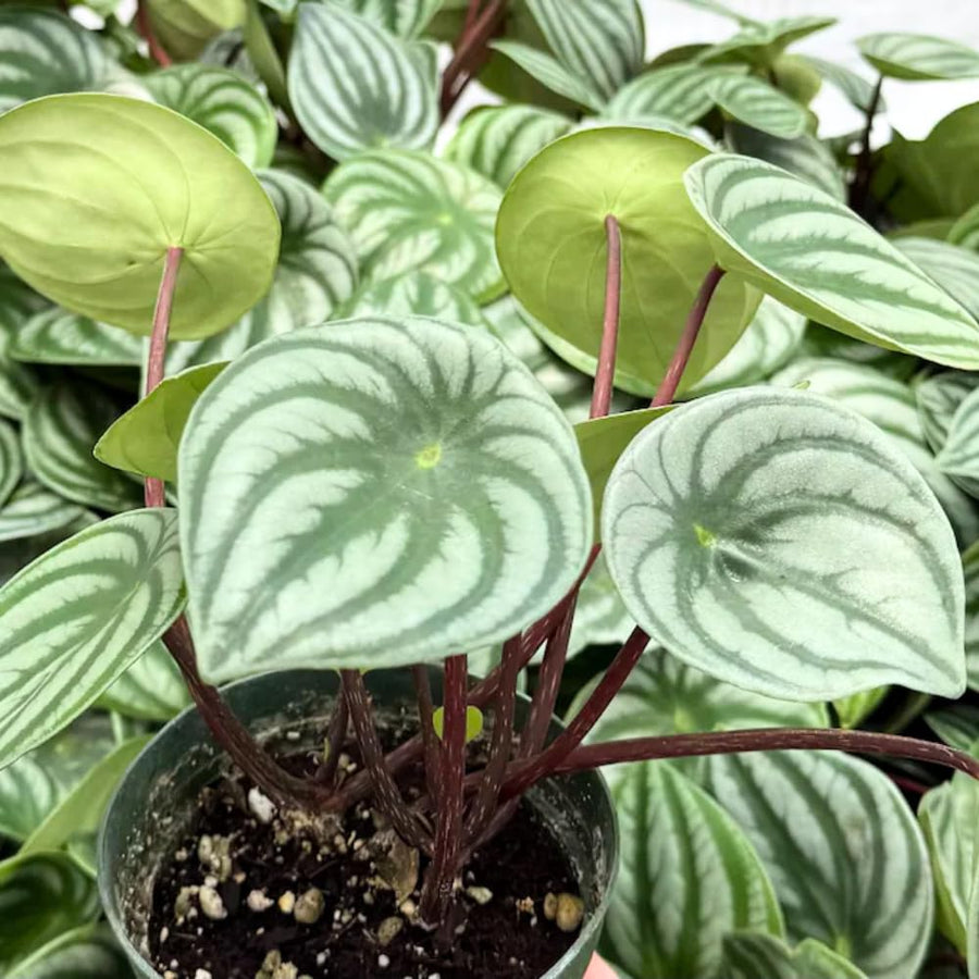 Peperomia Live Plant in 4" Pot, Easy-Care Indoor Trailing Houseplant Succulent Live (Watermelon Peperomia)
