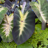 Alocasia Plant Live, Rare Elephant Ear Plant Indoor in 4 Inch Pot, Tropical Foliage, Compact Houseplant for Office, Room and Home Decor