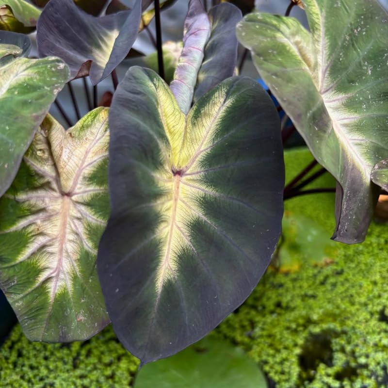 Alocasia Plant Live, Rare Elephant Ear Plant Indoor in 4 Inch Pot, Tropical Foliage, Compact Houseplant for Office, Room and Home Decor
