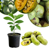 Pawpaw Tree Live Plant in Quart Pot, Pawpaw Tree 6-12 Inches Tall, Paw Paw Fruit Plant for Planting Outdoor, Sweet Fruit Plants