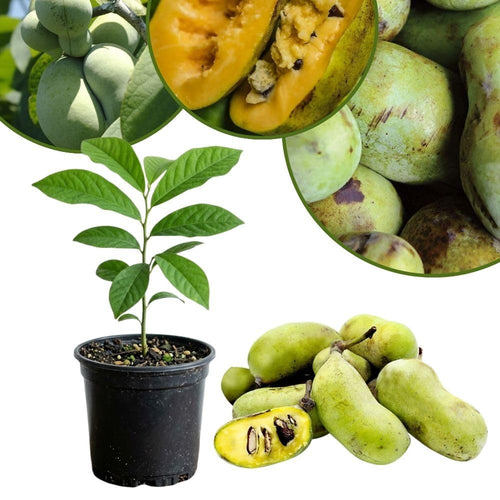 Pawpaw Tree Live Plant in Quart Pot, Pawpaw Tree 6-12 Inches Tall, Paw Paw Fruit Plant for Planting Outdoor, Sweet Fruit Plants