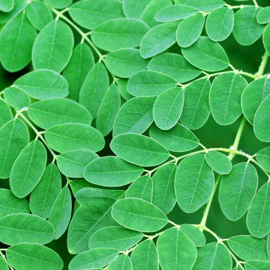 50 Moringa Seeds, Moringa Oleifera Drumstick Tree Seeds, Fast Growing Tree for Outdoor Garden
