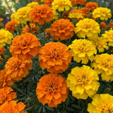 Set 2 African Marigolds Live Plants, Mix Marigold Plants Live, 5-7 Inc Tall, Colorful Blooms, Marigolds Plant for Patio and Outdoor Garden