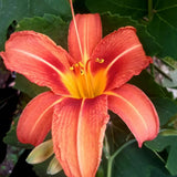 10 Wild Daylily Roots, Hardy Perennial Flower for Garden Beds and Borders Planting, Easy Care, Ready to Grow