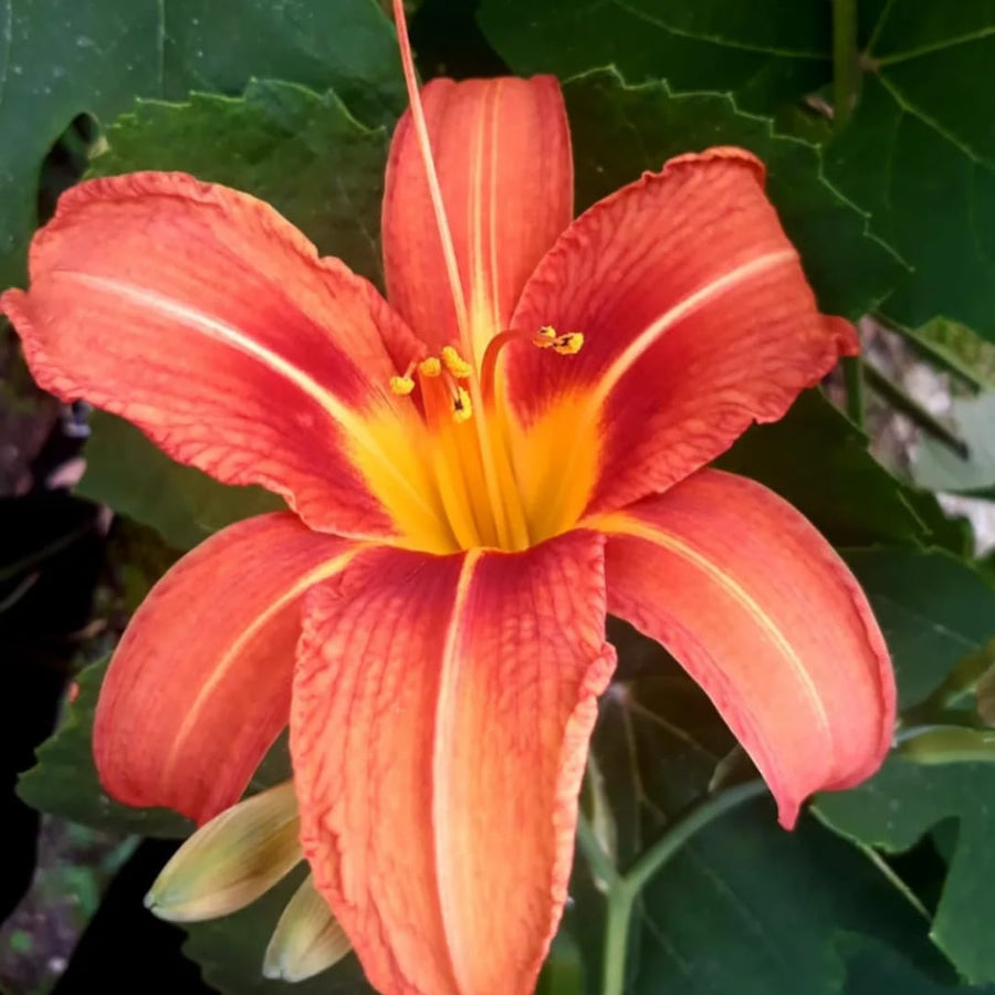 10 Wild Daylily Roots, Hardy Perennial Flower for Garden Beds and Borders Planting, Easy Care, Ready to Grow
