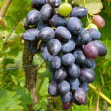 Grape Vine Plant Live for Planting, Grape Plant Live Grape Tree 1 to 2 Years Old, Grape Fruit Tree for Planting, Well-Rooted (Venus Grape)