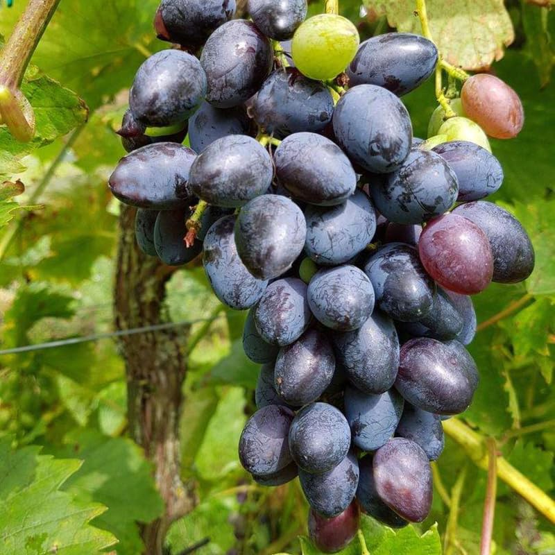 Grape Vine Plant Live for Planting, Grape Plant Live Grape Tree 1 to 2 Years Old, Grape Fruit Tree for Planting, Well-Rooted (Venus Grape)