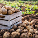 2 Pounds Russet Seed Potatoes for Planting, Heirloom, Vegetable Plant High Yields Potato Seeds Live Tuber Bulbs