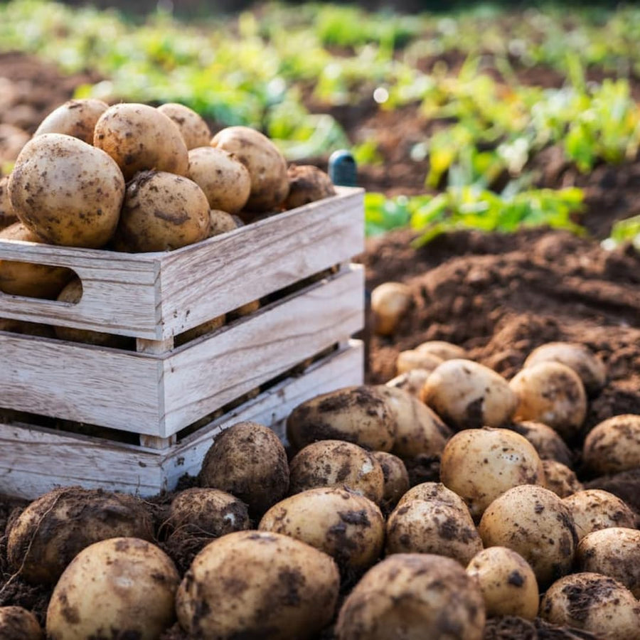 2 Pounds Russet Seed Potatoes for Planting, Heirloom, Vegetable Plant High Yields Potato Seeds Live Tuber Bulbs
