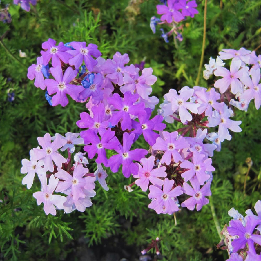2 Lavender Verbena Plants Live for Planting, Colorful Blooming Flower Plant, Verbena Live Plants, 5 to 7 Inc Tall