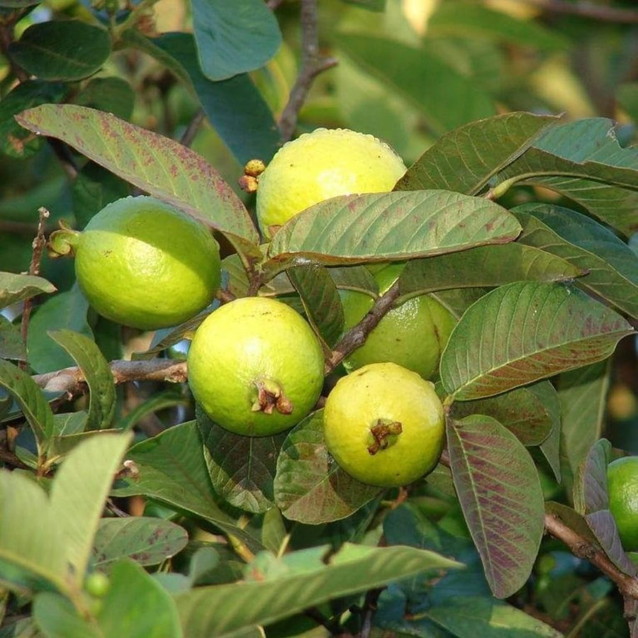 Guava Plant Live, 6-10 Inch Tall, Tropical Guava Tree in 4” Pot for Indoor or Outdoor Growing (White Guava)