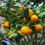 Calamondin Tree Live Plant, Calamansi Plant Live from 3 Feet to 4 Feet Long, Gardening Outdoor