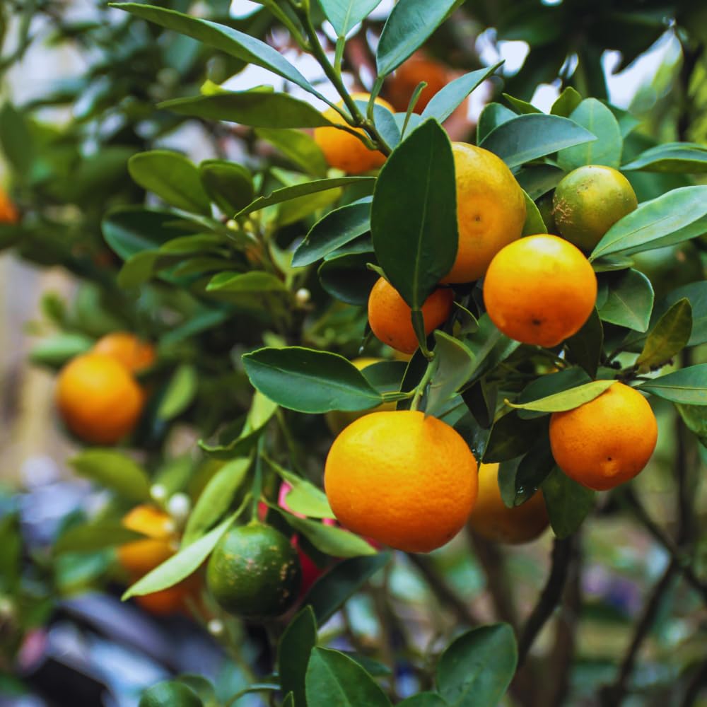 Calamondin Tree Live Plant, Calamansi Plant Live from 3 Feet to 4 Feet Long, Gardening Outdoor