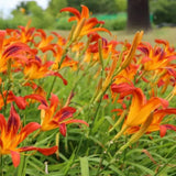 5 Orange Daylily Roots, Hardy Perennial Flower for Garden Beds and Borders Planting, Easy Care, Ready to Grow