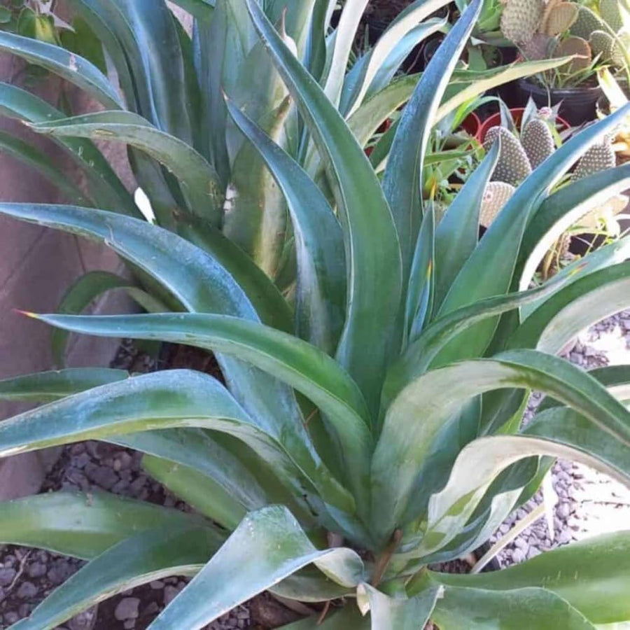 Pack 4 Agave Succulent Plant Live, Small Agave Plants for Garden and Containers, Hardy Ornamental Cactus