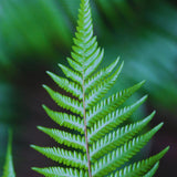 20 Roots of Hay Scented Fern, Fern Plants Live, Live Fern Plants, Fern Plant Seedlings, Fern Rhizomes for Planting, 20 Roots