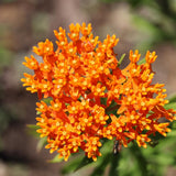 2 Butterfly Milkweed Plants Live, Asclepias Tuberosa Plant, Orange Milkweed Flower Plant for Planting Indoor Outdoor Garden