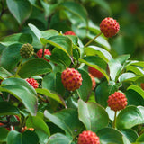 White Kousa Dogwood Flowering Trees Live Plants Shrubs, Quart Pot Size 6-12" Tall Dogwood Tree Bush for Planting Outside