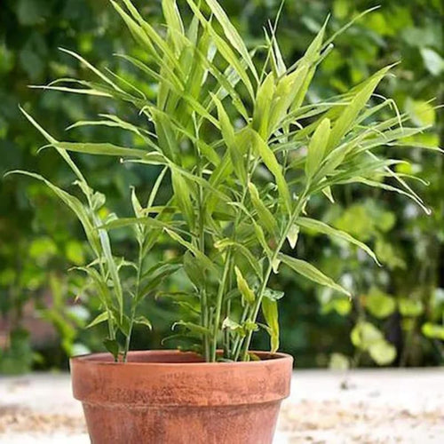 2 Zingiber Ginger Plants Live for Planting, Tropical Flowering Plant for Garden or Patio, Hardy Ginger Plant No Pot, 5-9" Height