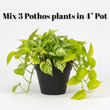 3 Mix Pothos Plants in 4 Inch Pot, 3-6” Tall Assorted Pothos Vine Houseplants, Hanging Basket and Home Garden Plants