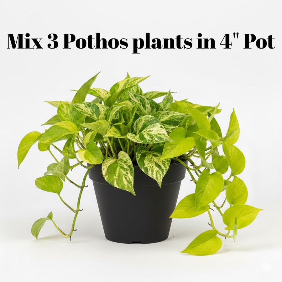 3 Mix Pothos Plants in 4 Inch Pot, 3-6” Tall Assorted Pothos Vine Houseplants, Hanging Basket and Home Garden Plants