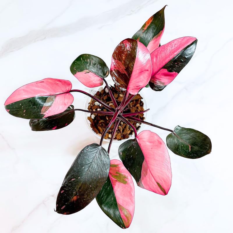 2 Pink Princess Philodendron Live Plant 5-9" Tall, Rare Tropical Indoor Houseplant Home Garden