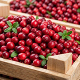 Set 2 Cranberry Plants Live, Cranberry Starer Plants in Pot, 2-5 Inc Tall, Hardy Edible Berry for Ground Cover, Container and Outdoor Garden