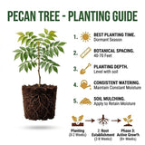 Pecan Seedling Live Plant, Pecan Nut Trees for Planting, Outdoor Tree Plants for Backyard Orchard, Landscape or Garden Growing, 8-10 Inches