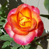 Rose Bush Live Plant - Climbing Rose Plant Live Shrub - Bareroot with Soil 7-10 Inch Tall - Fragrant Rose Flowers Heirloom Rose Shrub (Moment Orange Rose)