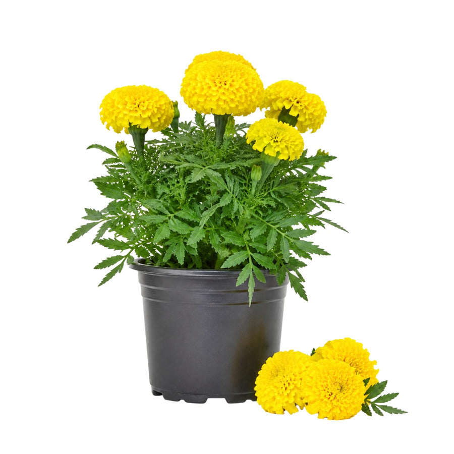 Yellow Marigold Plant 4" Pot, Live Marigold Flowering Garden Plants for Indoor Outdoor Growing, Hardy Outdoor Plants
