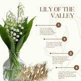6 Lily of The Valley Roots, Fragrant May Lilies Rhizomes for Early Spring Bloom, Perennial, Cold Hardy, Outdoor Garden