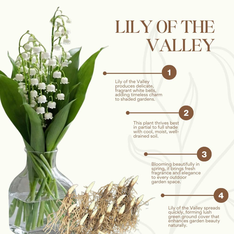6 Lily of The Valley Roots, Fragrant May Lilies Rhizomes for Early Spring Bloom, Perennial, Cold Hardy, Outdoor Garden