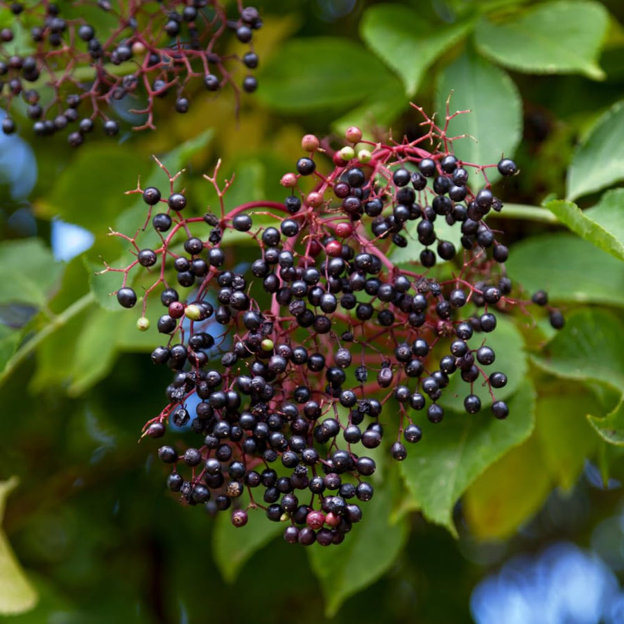 Elderberry Plant Live for Planting, Elderberry Plant Live, 2-3 Feet Tall, 1 Gallon Pot, Cold Hardy Berry Bush for Outdoor Garden