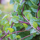 50+ Red Malabar Spinach Seeds, Ceylon Spinach Seeds, Vegetable Garden Seed for Outdoor Planting and Home Gardening