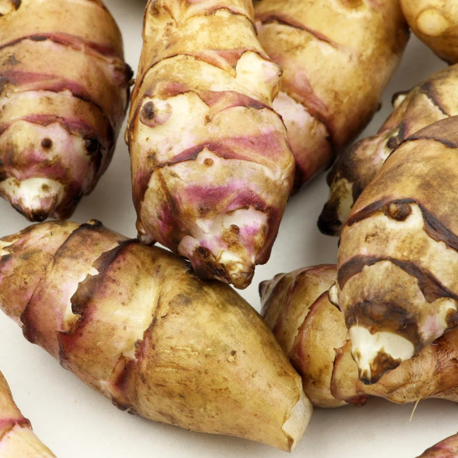 16oz Jerusalem Artichoke Bulbs for Planting, Hardy Perennial Sunchoke Tubers, Home Garden Growing