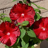 Red Hardy Hibiscus Plant Live, Hibiscus Flowers Plant 5-8 Inch Tall, Perennial Flowering Shrub for Planting