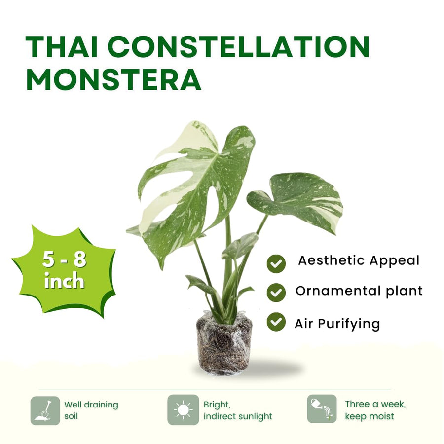 Thai Constellation Philodendron Live Plants, Philodendrons Plants Size 5-9 Inc for Indoor Houseplant Décor, Ornamental Tropical Well-Rooted