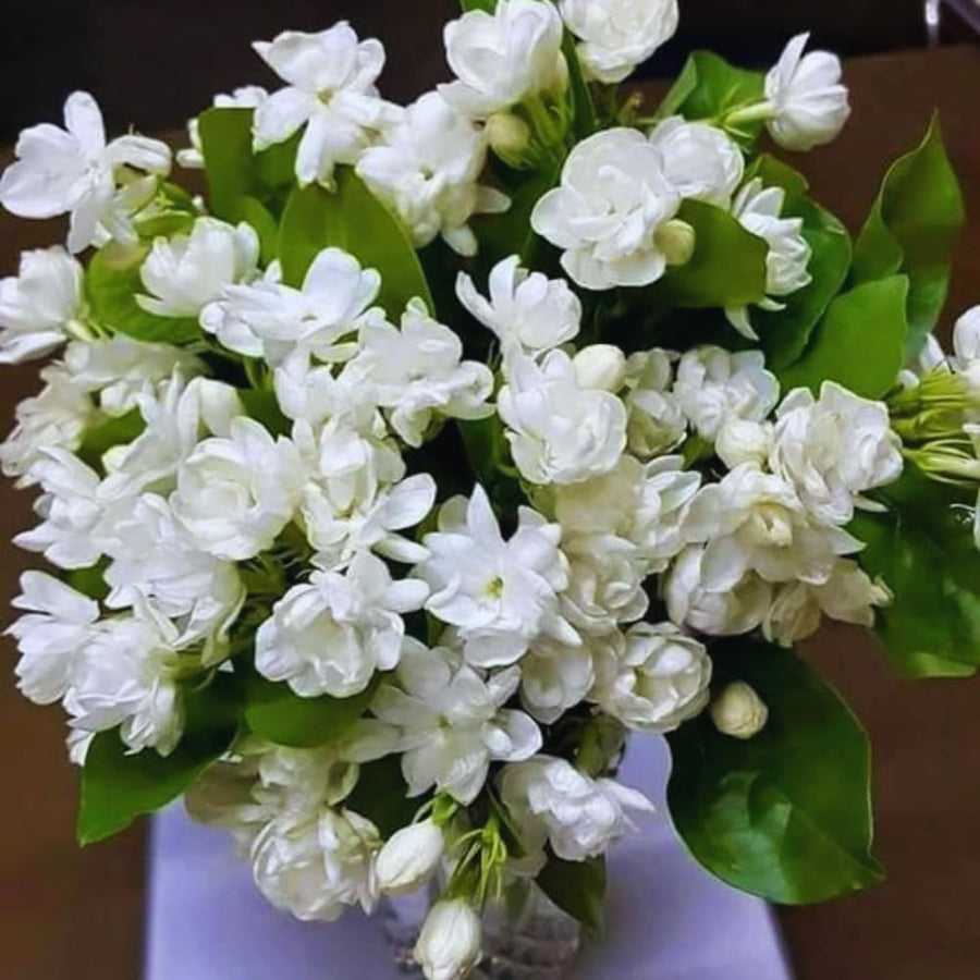 2 Jasmine Plants Live, Jasmine Flower Plant, 5 Inc Long, Annual Blooming Climbing Vine (Maid of Orleans Arabian)