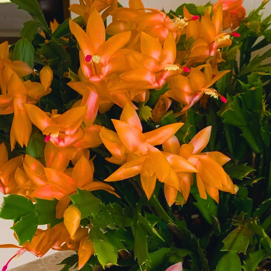 Orange Christmas Cactus Plant Live Christmas Cactus, Holiday Cactus Live Plant, 4 Inc Pot