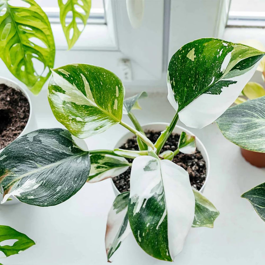 2 Random Philodendron Live Plant 5-9" Tall, Rare Tropical Indoor Houseplant Home Garden
