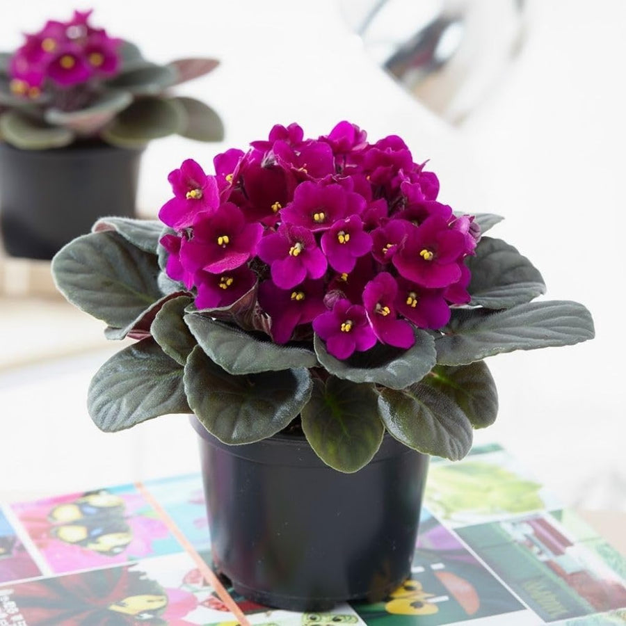 African Violets Live Plant 4-8 Inches Tall, 4 Inch Pot, African Violets Plants Live, Flowering Houseplant for Planting (Bright Magenta African Violets)
