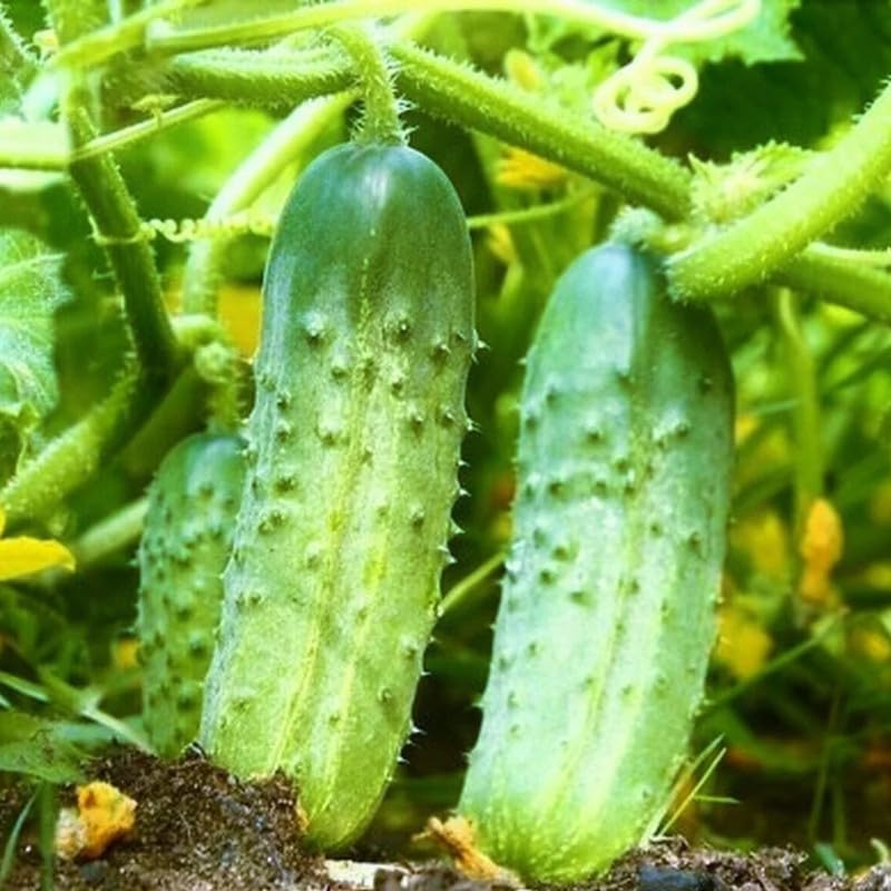Set 2 Marketmore Cucumber Plants Live, Cucumber Live Plants, Vegetable Starter Plants, 4 Inc Long