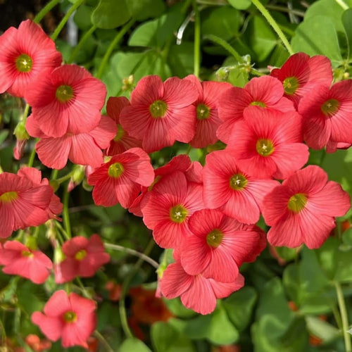 Oxalis Flower Plant in 4'' Pot, 4-8'' Tall, Shamrock Flowers Plants, Perennial Flower Plants for Indoor and Outdoor Garden (Red Oxalis)