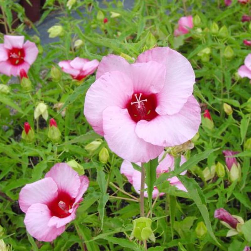 Deep Pink Hibiscus Plant Live, Hardy Hibiscus Flowers for Outdoor Landscapes, 5-9 Inch Height, Ornamental Hibiscus Bush Shrub, Well-Rooted, No Pot
