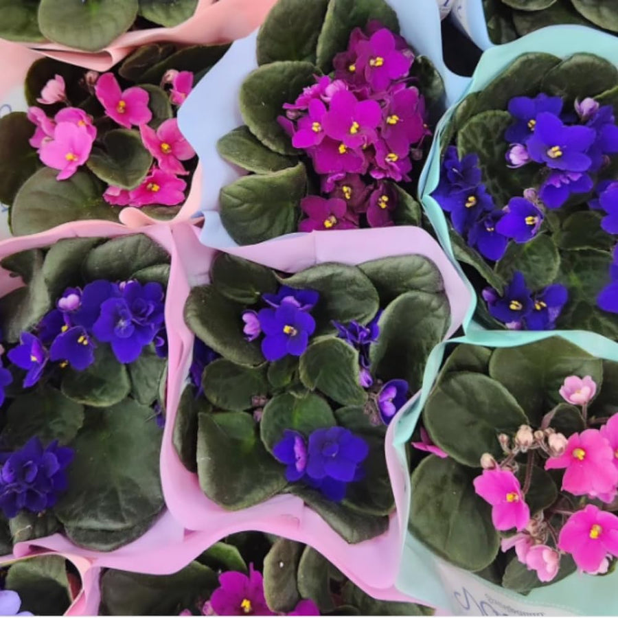 1 Random African Violets Live Plant in 4" Pot, Starter African Violet for HouseplantIndoor Outdoor Home Decor